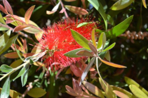 Callistemon